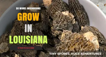 Do Morel Mushrooms Thrive in Louisiana's Unique Climate and Soil?