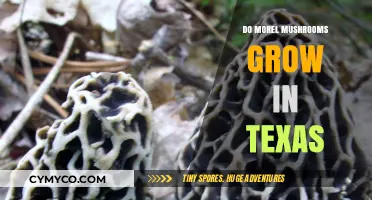 Exploring Morel Mushrooms: A Texan's Guide to Growth and Habitat