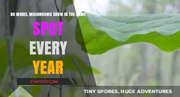 Do Morel Mushrooms Return Annually to Their Favorite Foraging Spots?