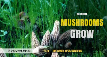 Exploring the Elusive Morel: A Guide to Their Growth and Habitat