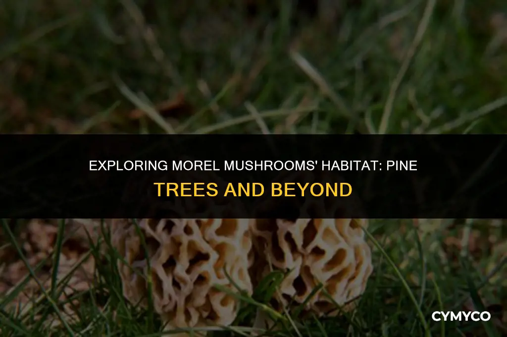 do morels grow around pine trees