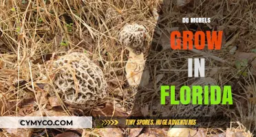 Exploring Morel Mushrooms in Florida: A Guide to Their Growth and Habitat