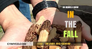 Fall Morel Foraging: Uncovering the Truth About Autumn Growth