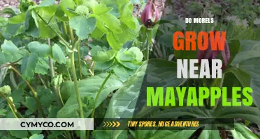 Do Morels Thrive Near Mayapples? Exploring the Fungal-Plant Connection