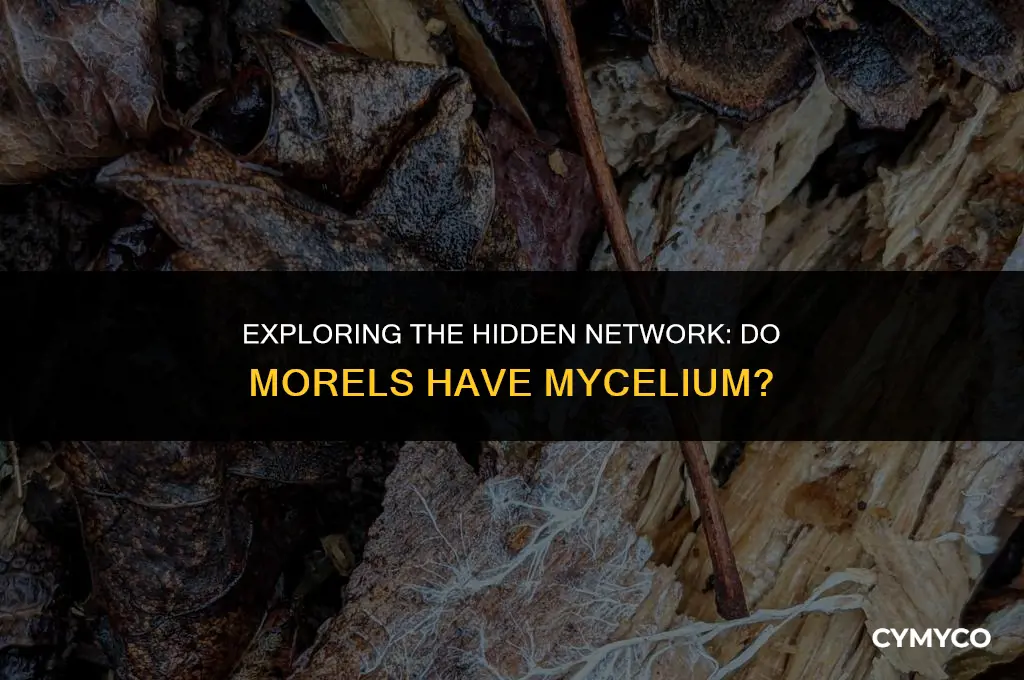 do morels have mycelium