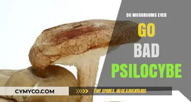 Exploring the Shelf Life of Psilocybe Mushrooms: Do They Spoil?