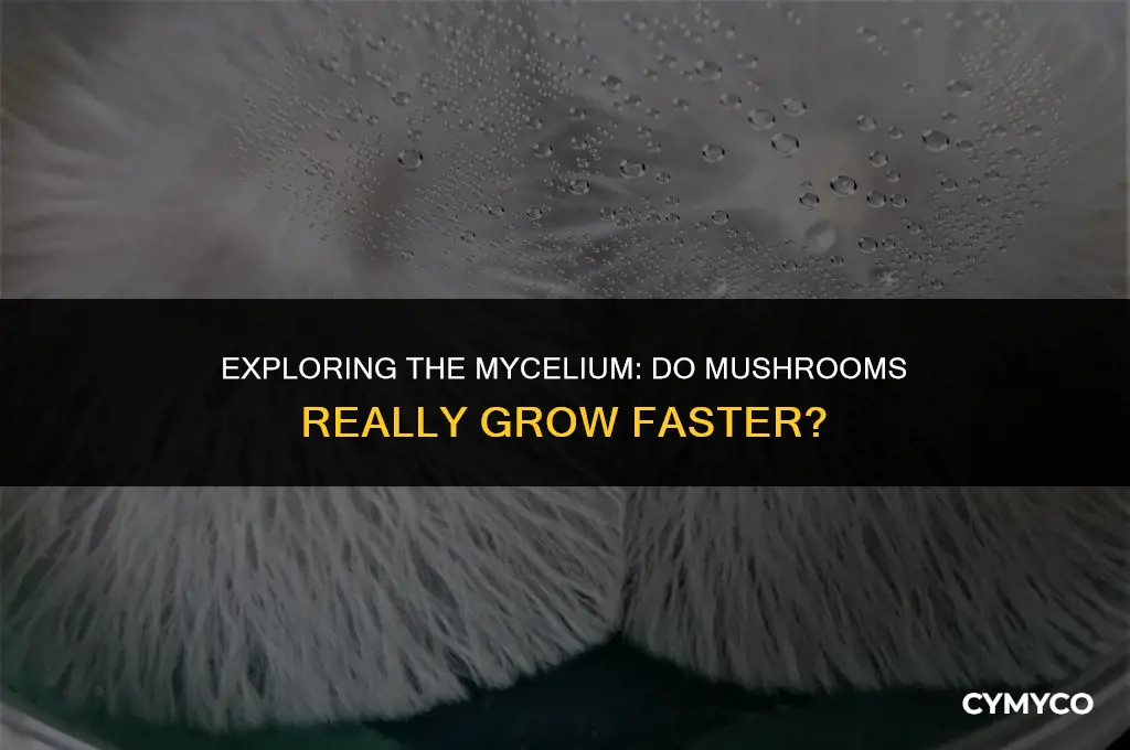 do mushrooms grow faster in mycelium