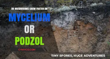 Mycelium vs. Podzol: The Optimal Substrate for Mushroom Cultivation