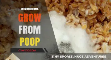 Do Mushrooms Grow from Poop? Unveiling the Surprising Truth