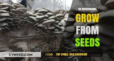 Exploring the Fascinating World of Mushroom Cultivation: A Seed's Journey