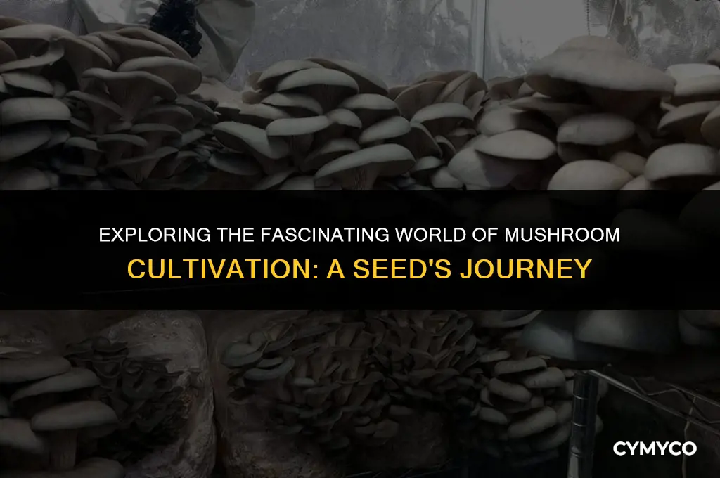 do mushrooms grow from seeds
