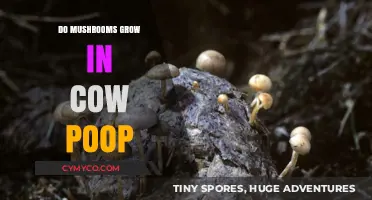 Nature's Recycling: How Mushrooms Thrive in Cow Manure