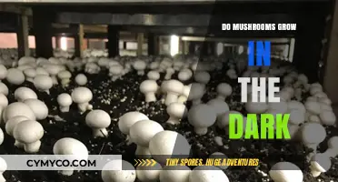 Exploring the Myth: Can Mushrooms Thrive in Darkness?