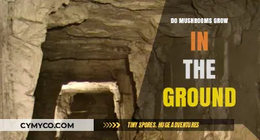 Exploring the Hidden World: Do Mushrooms Really Grow in the Ground?