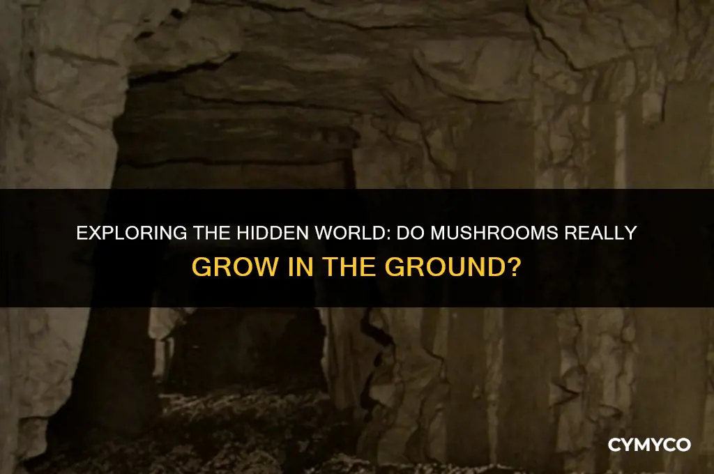 do mushrooms grow in the ground
