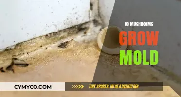 Exploring the Myth: Can Mushrooms Really Grow Mold?