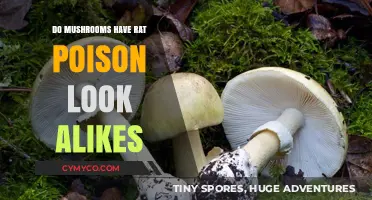 Exploring the Risks: Do Mushrooms Have Rat Poison Look-Alikes?