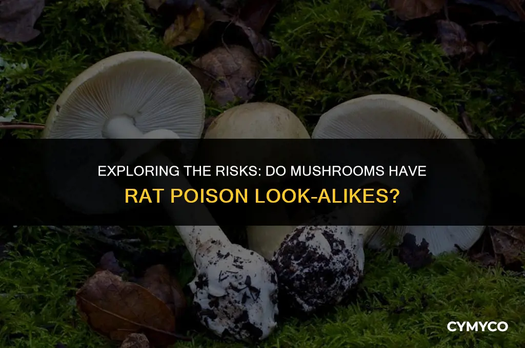 do mushrooms have rat poison look alikes
