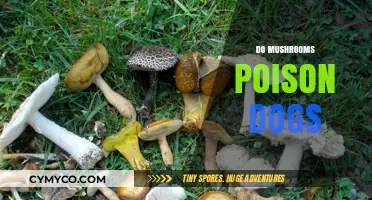 Toxic Treats: The Hidden Danger of Mushrooms for Dogs