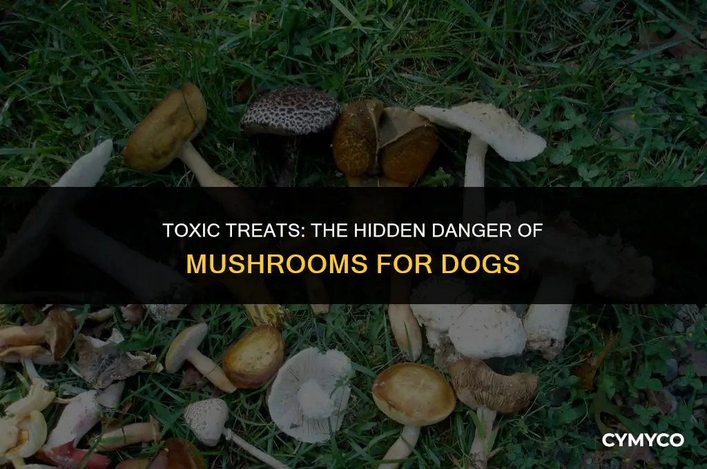 do mushrooms poison dogs