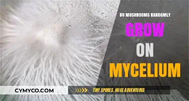 Exploring the Fascinating World of Mycelium: Do Mushrooms Really Grow Randomly?