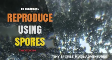 How Mushrooms Reproduce: The Role of Spores Explained