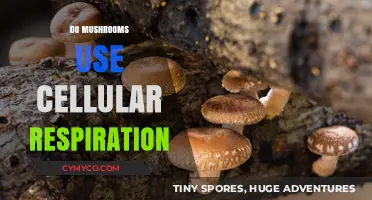 Do Mushrooms Use Cellular Respiration? Unveiling Their Unique Metabolic Process