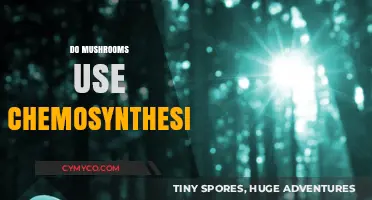 Do Mushrooms Use Chemosynthesis? Unraveling Their Unique Energy Source