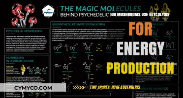 Do Mushrooms Utilize Glycolysis for Energy Production? Exploring Fungal Metabolism