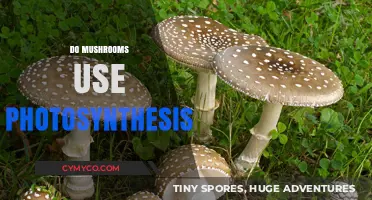 Unveiling the Truth: Do Mushrooms Harness Photosynthesis?