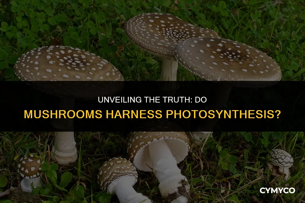 do mushrooms use photosynthesis