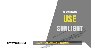 Do Mushrooms Need Sunlight? Unveiling Their Unique Energy Secrets