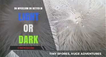 Illuminating Growth: Mycelium's Preference for Light or Dark Environments