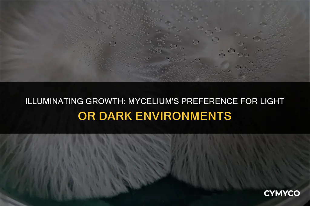 do mycelium do better in light or dark