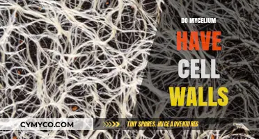 Exploring the Cellular Structure of Mycelium: Do They Have Cell Walls?