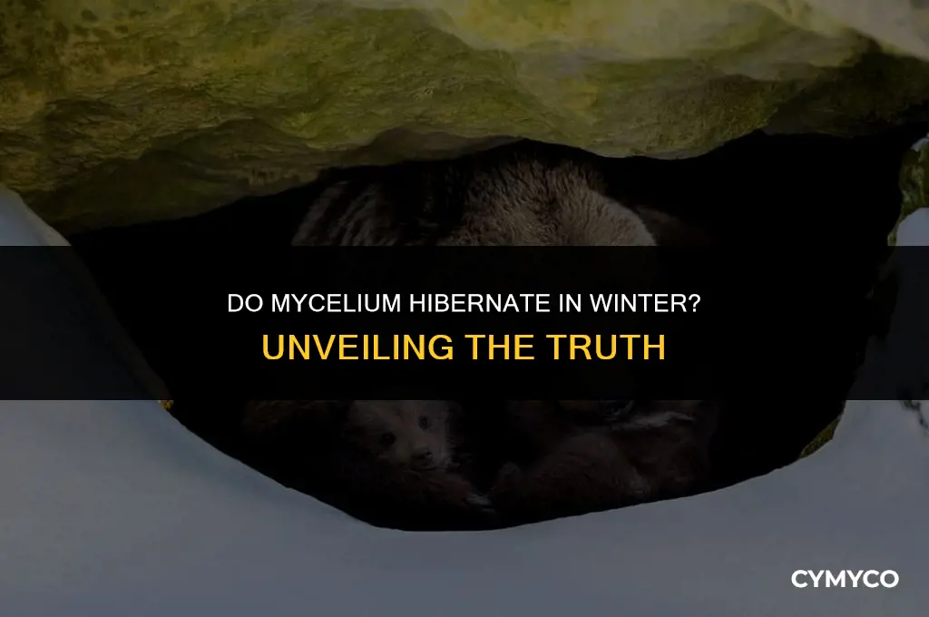 do mycelium hibernate in winter