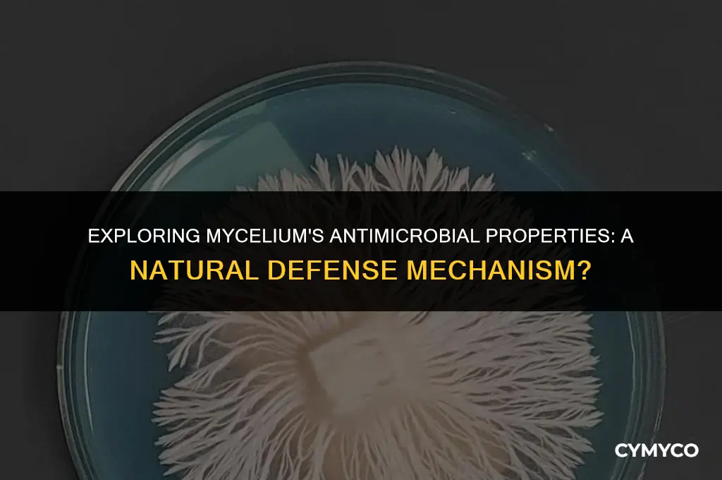 do mycelium release antibiotics