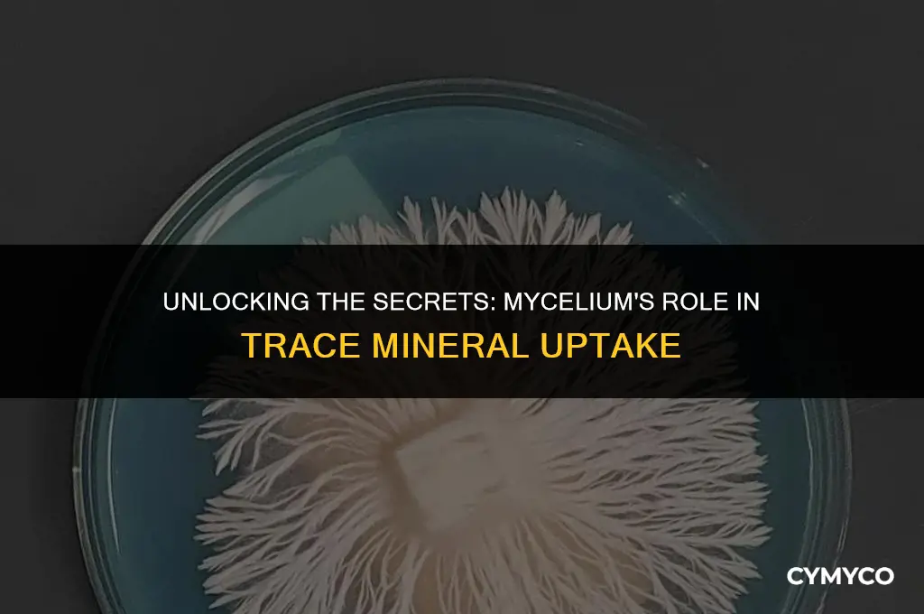 do mycelium take up trace minerals