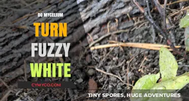 The Fascinating Fuzz: Understanding Mycelium's White Transformation
