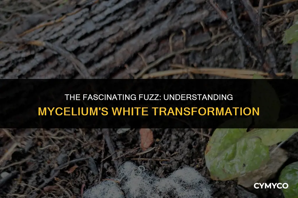 do mycelium turn fuzzy white