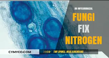 Unlocking the Secrets: Mycorrhizal Fungi's Role in Nitrogen Fixation
