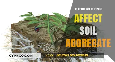 Exploring the Impact of Hyphal Networks on Soil Aggregate Stability