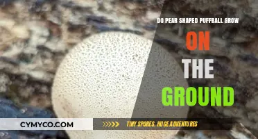 Pear-Shaped Puffballs: Do They Really Grow on the Ground?