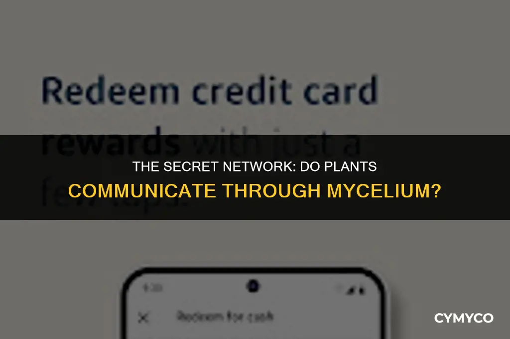 do plants actually communicate through mycelium