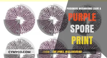 Exploring the Myth: Do Poisonous Mushrooms Really Leave Purple Spore Prints?