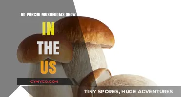 Where to Find Porcini Mushrooms in the United States