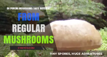 Porcini vs. Regular Mushrooms: Unveiling the Unique Flavor Differences