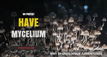 Exploring the Complex World of Protists: Do They Have Mycelium?