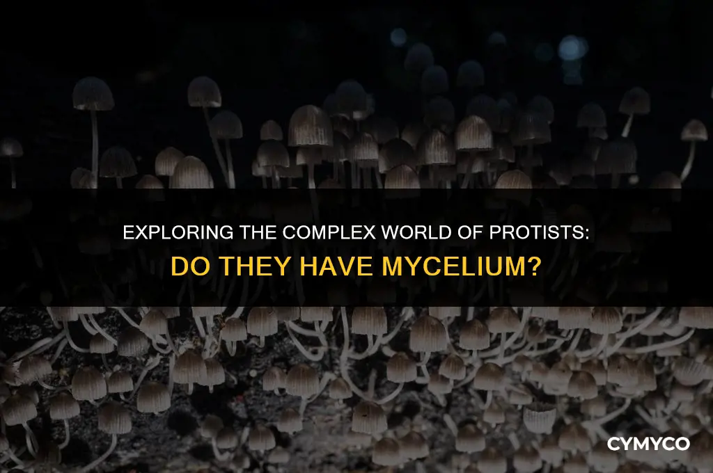 do protist have mycelium