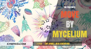 Exploring Protist Locomotion: The Role of Mycelium in Movement